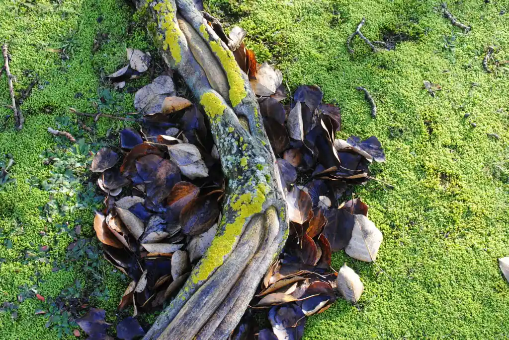 Ast und Laub auf dem moosbedeckten Waldboden