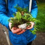 Person hält eine Pflanze in den Händen