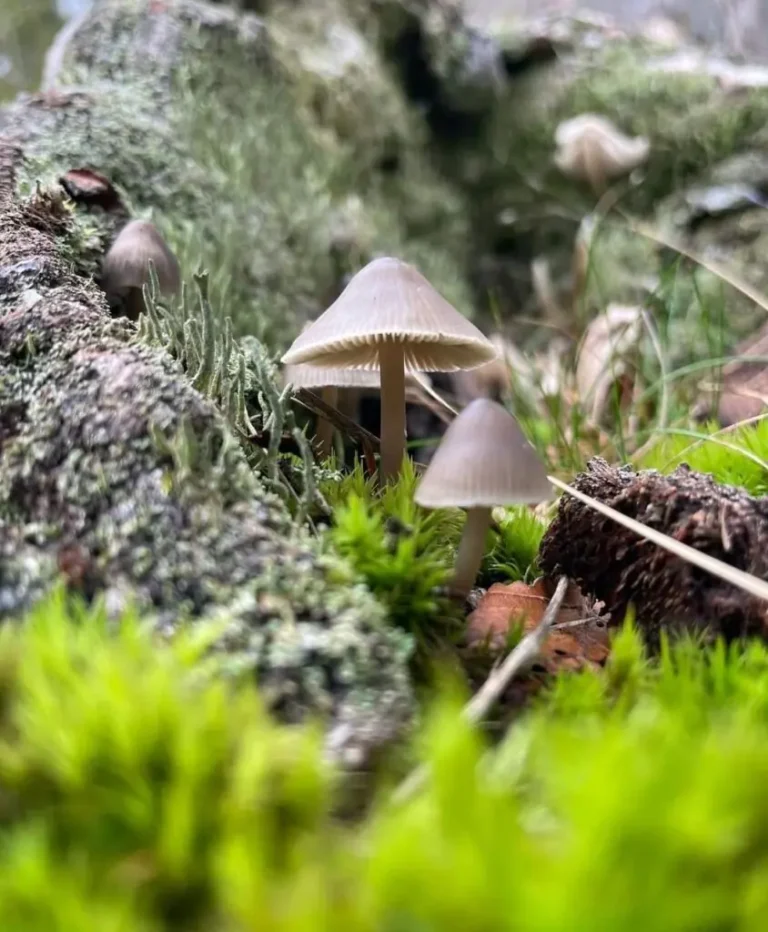 Pilze auf dem Waldboden