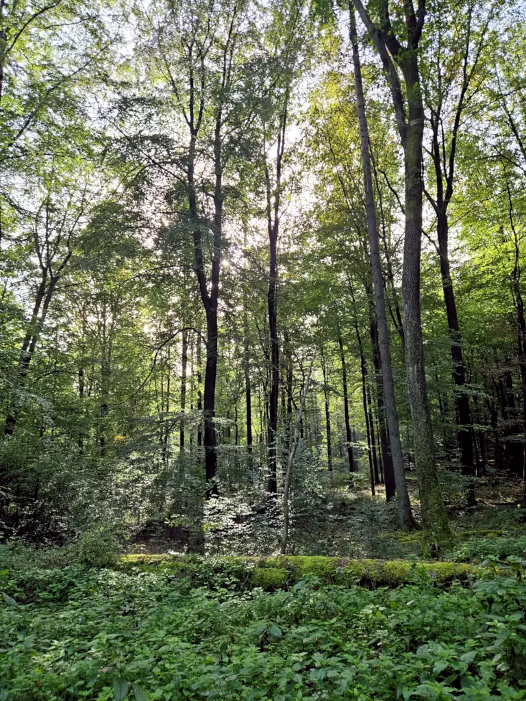 Sonniger Wald