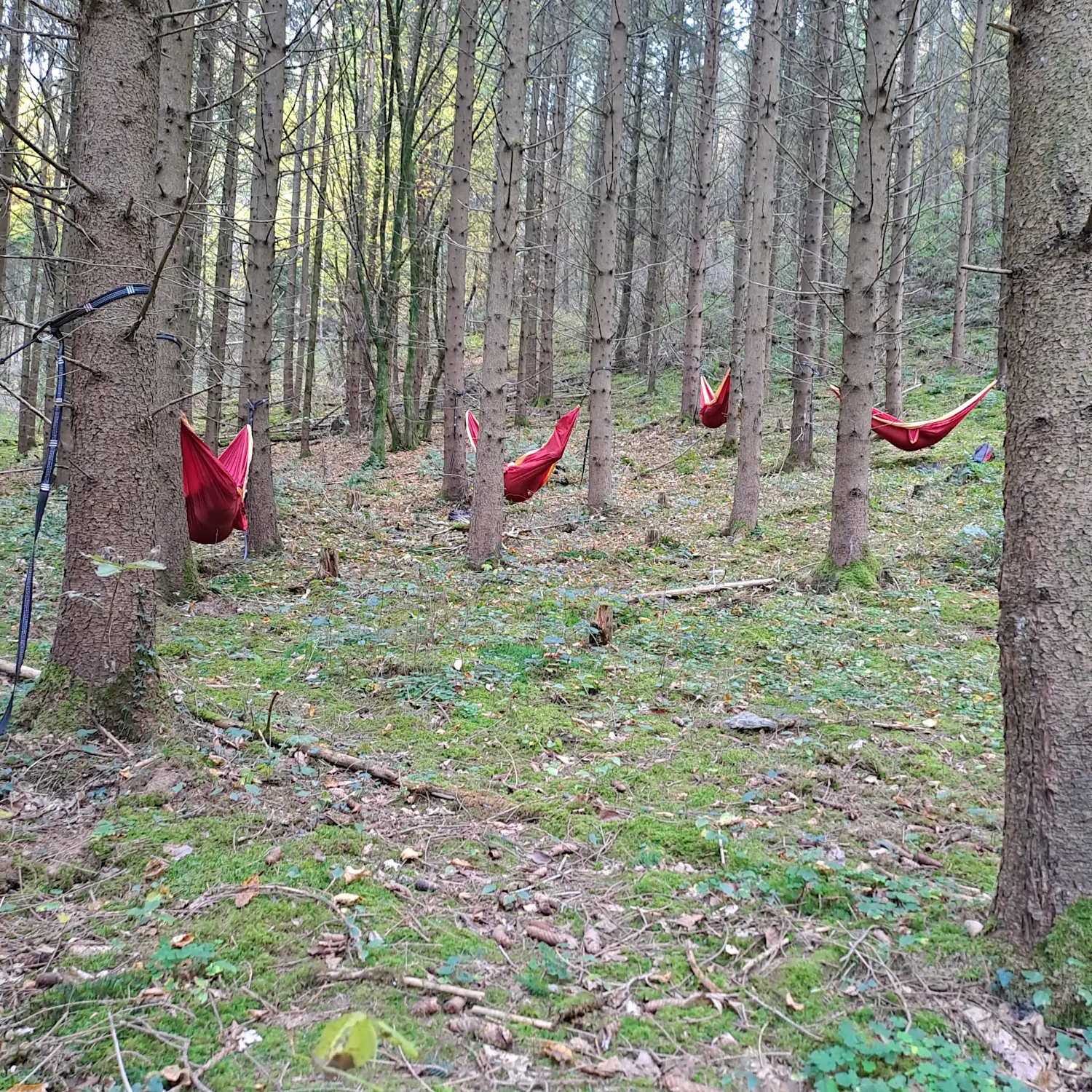 Hängematten im Wald